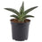 IKEA ALOE BARBADENSIS Potted plant, Aloe | IKEA Plants | IKEA Plants & flowers | IKEA Decoration | Eachdaykart