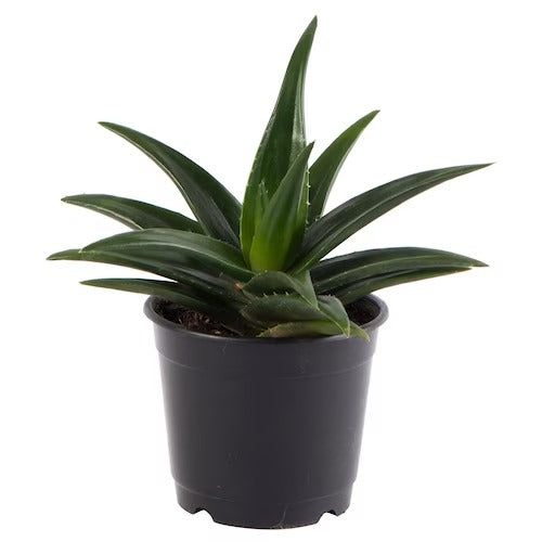 IKEA ALOE GASTROLEA Potted plant, Aloe | IKEA Plants | IKEA Plants & flowers | IKEA Decoration | Eachdaykart - EachDayKart