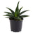 IKEA ALOE GASTROLEA Potted plant, Aloe | IKEA Plants | IKEA Plants & flowers | IKEA Decoration | Eachdaykart