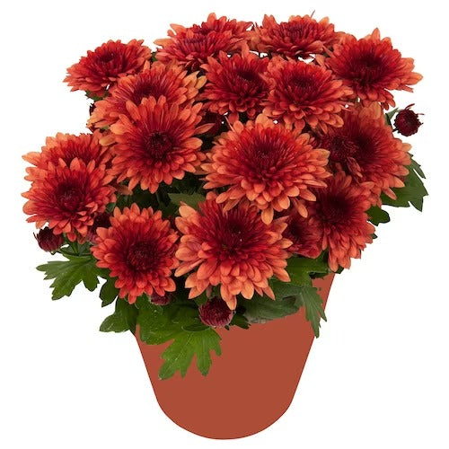 IKEA CHRYSANTHEMUM Potted plant, Chrysanthemums assorted colours | IKEA Plants | IKEA Plants & flowers | IKEA Decoration | Eachdaykart - EachDayKart