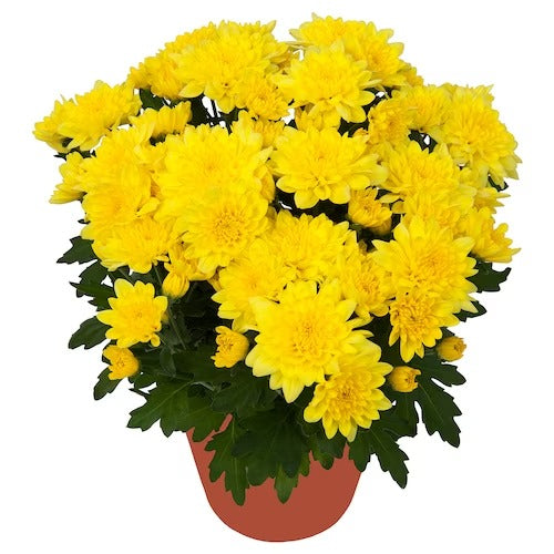 IKEA CHRYSANTHEMUM Potted plant, Chrysanthemums yellow | IKEA Plants | IKEA Plants & flowers | IKEA Decoration | Eachdaykart