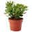 IKEA CRASSULA Potted plant, Money tree | IKEA Plants | IKEA Plants & flowers | IKEA Decoration | Eachdaykart