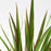IKEA DRACAENA MARGINATA Potted plant, Dragon tree | IKEA Plants | IKEA Plants & flowers | IKEA Decoration | Eachdaykart