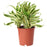 IKEA DRACAENA 'SONG OF INDIA' Potted plant, reflexed dracaena | IKEA Plants | IKEA Plants & flowers | IKEA Decoration | Eachdaykart