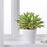IKEA DRACAENA 'SONG OF INDIA' Potted plant, reflexed dracaena | IKEA Plants | IKEA Plants & flowers | IKEA Decoration | Eachdaykart