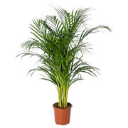 IKEA DYPSIS LUTESCENS Potted plant, Areca palm | IKEA Plants | IKEA Plants & flowers | IKEA Decoration | Eachdaykart - EachDayKart