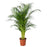 IKEA DYPSIS LUTESCENS Potted plant, Areca palm | IKEA Plants | IKEA Plants & flowers | IKEA Decoration | Eachdaykart