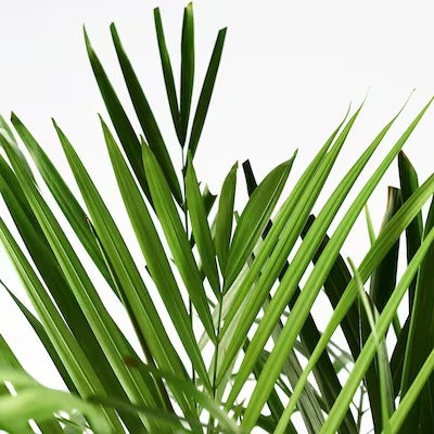 IKEA DYPSIS LUTESCENS Potted plant, Areca palm | IKEA Plants | IKEA Plants & flowers | IKEA Decoration | Eachdaykart - EachDayKart