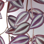 IKEA FEJKA Artificial plant with wall holder, in/outdoor/green/lilac | IKEA Artificial plants & flowers | IKEA Plants & flowers | IKEA Decoration | Eachdaykart - EachDayKart