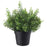 IKEA FEJKA Artificial potted plant, in/outdoor Baby’s tears | IKEA Artificial plants & flowers | IKEA Plants & flowers | IKEA Decoration | Eachdaykart