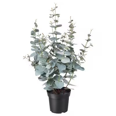 IKEA FEJKA Artificial potted plant, in/outdoor eucalyptus | IKEA Artificial plants & flowers | IKEA Plants & flowers | IKEA Decoration | Eachdaykart