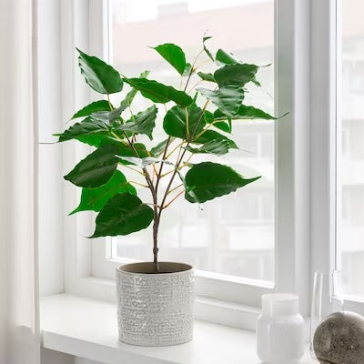 IKEA FEJKA Artificial potted plant, in/outdoor Fig | IKEA Artificial plants & flowers | IKEA Plants & flowers | IKEA Decoration | Eachdaykart