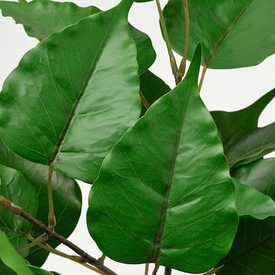 IKEA FEJKA Artificial potted plant, in/outdoor Fig | IKEA Artificial plants & flowers | IKEA Plants & flowers | IKEA Decoration | Eachdaykart