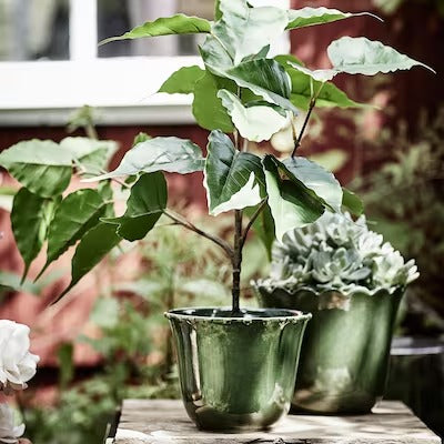 IKEA FEJKA Artificial potted plant, in/outdoor Fig | IKEA Artificial plants & flowers | IKEA Plants & flowers | IKEA Decoration | Eachdaykart