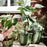 IKEA FEJKA Artificial potted plant, in/outdoor Fig | IKEA Artificial plants & flowers | IKEA Plants & flowers | IKEA Decoration | Eachdaykart