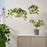 IKEA FEJKA Artificial potted plant, in/outdoor Geranium/hanging light pink | IKEA Artificial plants & flowers | IKEA Plants & flowers | IKEA Decoration | Eachdaykart