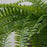 IKEA FEJKA Artificial potted plant, in/outdoor hanging/fern | IKEA Artificial plants & flowers | IKEA Plants & flowers | IKEA Decoration | Eachdaykart