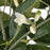 IKEA FEJKA Artificial potted plant, in/outdoor lemon | IKEA Artificial plants & flowers | IKEA Plants & flowers | IKEA Decoration | Eachdaykart