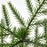 IKEA FEJKA Artificial potted plant, in/outdoor Norfolk island pine | IKEA Artificial plants & flowers | IKEA Plants & flowers | IKEA Decoration | Eachdaykart