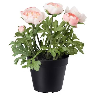 IKEA FEJKA Artificial potted plant, in/outdoor/Ranunculus pink| IKEA Artificial plants & flowers | IKEA Plants & flowers | IKEA Decoration | Eachdaykart