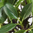 IKEA FEJKA Artificial potted plant, in/outdoor/Weeping fig stem | IKEA Artificial plants & flowers | IKEA Plants & flowers | IKEA Decoration | Eachdaykart