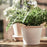 IKEA FEJKA Artificial potted plant, in/outdoor Whitley Giant | IKEA Artificial plants & flowers | IKEA Plants & flowers | IKEA Decoration | Eachdaykart