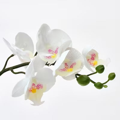 IKEA FEJKA Artificial potted plant, Orchid white | IKEA Artificial plants & flowers | IKEA Plants & flowers | IKEA Decoration | Eachdaykart