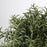 IKEA FEJKA Artificial potted plant, Rosemary | IKEA Artificial plants & flowers | IKEA Plants & flowers | IKEA Decoration | Eachdaykart