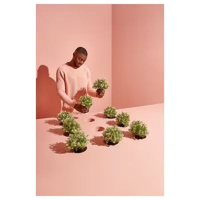 IKEA FEJKA Artificial potted plant, thyme | IKEA Artificial plants & flowers | IKEA Plants & flowers | IKEA Decoration | Eachdaykart