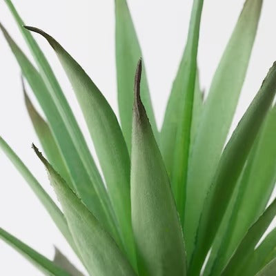 IKEA FEJKA Artificial potted plant with pot, in/outdoor Succulent | IKEA Artificial plants & flowers | IKEA Plants & flowers | IKEA Decoration | Eachdaykart