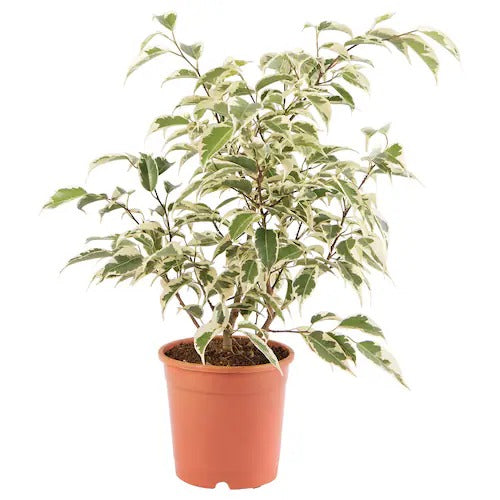 IKEA FICUS BENJAMINA Potted plant, Weeping fig | IKEA Plants | IKEA Plants & flowers | IKEA Decoration | Eachdaykart - EachDayKart