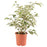 IKEA FICUS BENJAMINA Potted plant, Weeping fig | IKEA Plants | IKEA Plants & flowers | IKEA Decoration | Eachdaykart