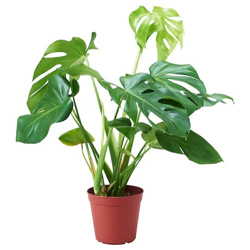 IKEA MONSTERA Potted plant, Swiss cheese plant | IKEA Plants | IKEA Plants & flowers | IKEA Decoration | Eachdaykart - EachDayKart