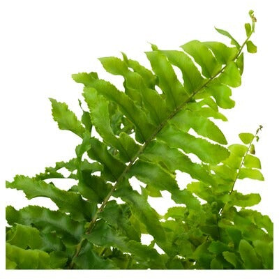 IKEA NEPHROLEPIS Potted plant, fern | IKEA Plants | IKEA Plants & flowers | IKEA Decoration | Eachdaykart - EachDayKart