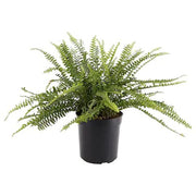 IKEA NEPHROLEPIS Potted plant, fern | IKEA Plants | IKEA Plants & flowers | IKEA Decoration | Eachdaykart - EachDayKart