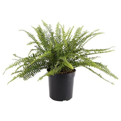 IKEA NEPHROLEPIS Potted plant, fern | IKEA Plants | IKEA Plants & flowers | IKEA Decoration | Eachdaykart - EachDayKart