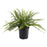 IKEA NEPHROLEPIS Potted plant, fern | IKEA Plants | IKEA Plants & flowers | IKEA Decoration | Eachdaykart