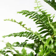 IKEA NEPHROLEPIS Potted plant, fern | IKEA Plants | IKEA Plants & flowers | IKEA Decoration | Eachdaykart - EachDayKart