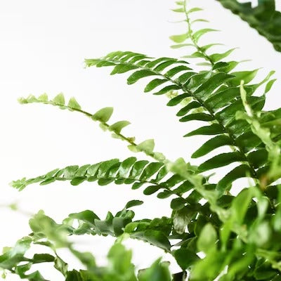 IKEA NEPHROLEPIS Potted plant, fern | IKEA Plants | IKEA Plants & flowers | IKEA Decoration | Eachdaykart - EachDayKart