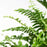 IKEA NEPHROLEPIS Potted plant, fern | IKEA Plants | IKEA Plants & flowers | IKEA Decoration | Eachdaykart