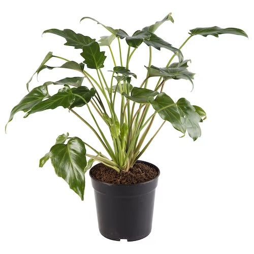 IKEA PHILODENDRON XANADU Potted plant | IKEA Plants | IKEA Plants & flowers | IKEA Decoration | Eachdaykart - EachDayKart