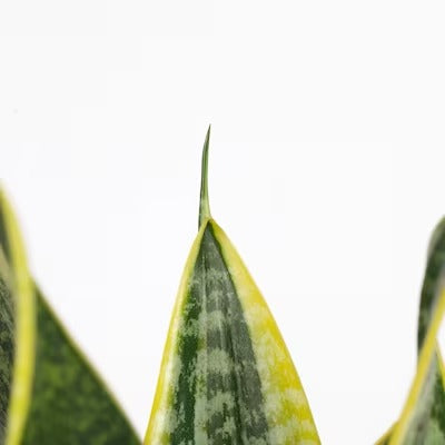 IKEA SANSEVIERIA Potted plant, Mother-in-law's tongue | IKEA Plants | IKEA Plants & flowers | IKEA Decoration | Eachdaykart
