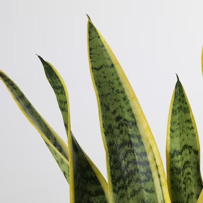 IKEA SANSEVIERIA Potted plant, Mother-in-law's tongue | IKEA Plants | IKEA Plants & flowers | IKEA Decoration | Eachdaykart