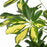 IKEA SCHEFFLERA ARBORICOLA Potted plant, Umbrella tree | IKEA Plants | IKEA Plants & flowers | IKEA Decoration | Eachdaykart