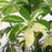 IKEA SCHEFFLERA ARBORICOLA Potted plant, Umbrella tree | IKEA Plants | IKEA Plants & flowers | IKEA Decoration | Eachdaykart