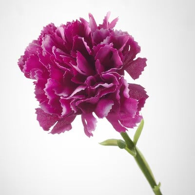 IKEA SMYCKA Artificial flower, carnation/dark lilac | IKEA Artificial plants & flowers | IKEA Plants & flowers | IKEA Decoration | Eachdaykart