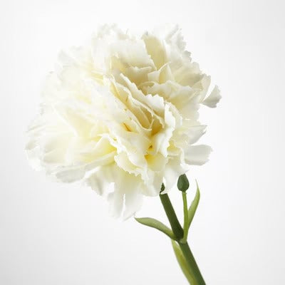 IKEA SMYCKA Artificial flower, carnation/white | IKEA Artificial plants & flowers | IKEA Plants & flowers | IKEA Decoration | Eachdaykart