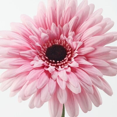 IKEA SMYCKA Artificial flower, Gerbera/pink | IKEA Artificial plants & flowers | IKEA Plants & flowers | IKEA Decoration | Eachdaykart