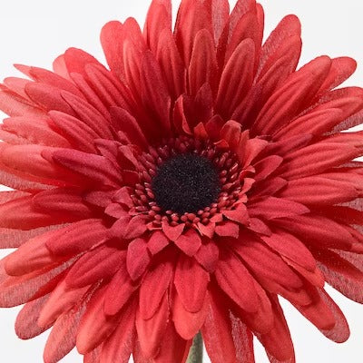 Beautiful Gerbera Flower In Garden flower Wedding Decoration Beautiful Gerbera  Flower Blooming Backgroundselective Focus Stock Photo Picture And  Royalty Free Image Image 99778241