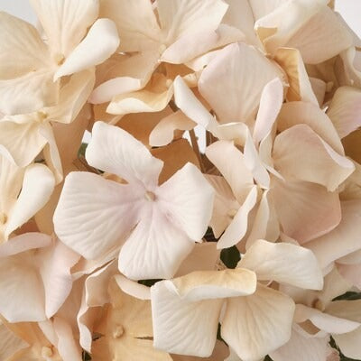 IKEA SMYCKA Artificial flower, in/outdoor/Hydrangea light beige | IKEA Artificial plants & flowers | IKEA Plants & flowers | IKEA Decoration | Eachdaykart